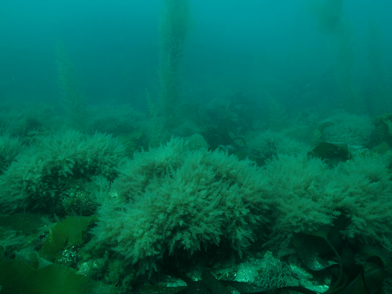 Sargassum muticum on shallow slightly tide-swept infralittoral mixed substrata